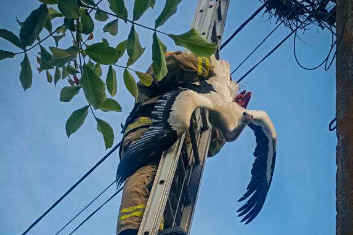 Новини Тернополя - фото з Рятувальники повернули до гнізда лелеку, який заплутався в електричних нитках