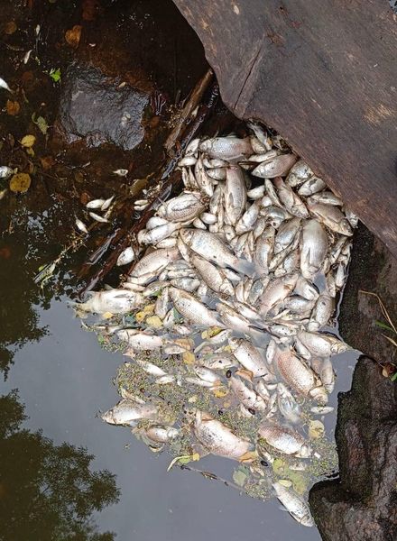 Новини Житомира - фото з На Коростенщині зафіксовано факт масового мору риби