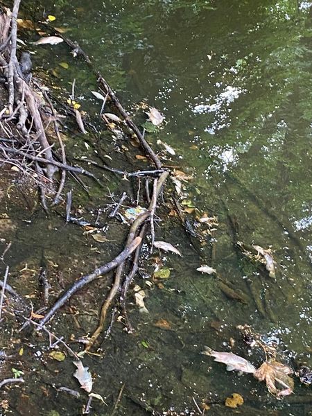 Новини Житомира - фото з На Коростенщині зафіксовано факт масового мору риби