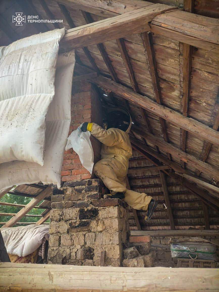 Новини Тернополя - фото з На Тернопільщині рятувальники вилучили 9 гнізд шершнів та ос