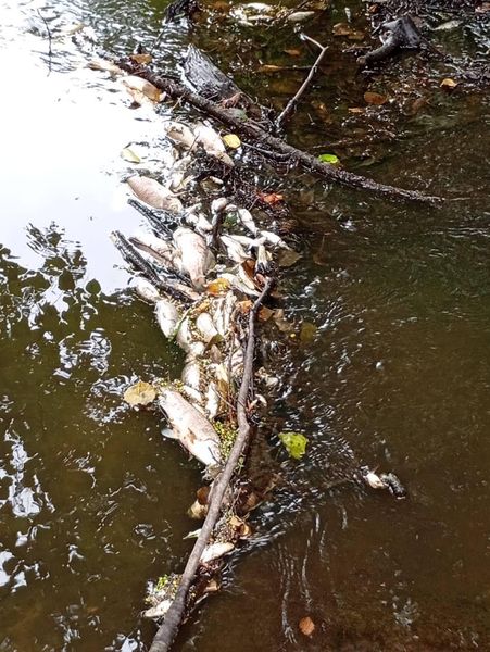 Новини Житомира - фото з На Коростенщині зафіксовано факт масового мору риби