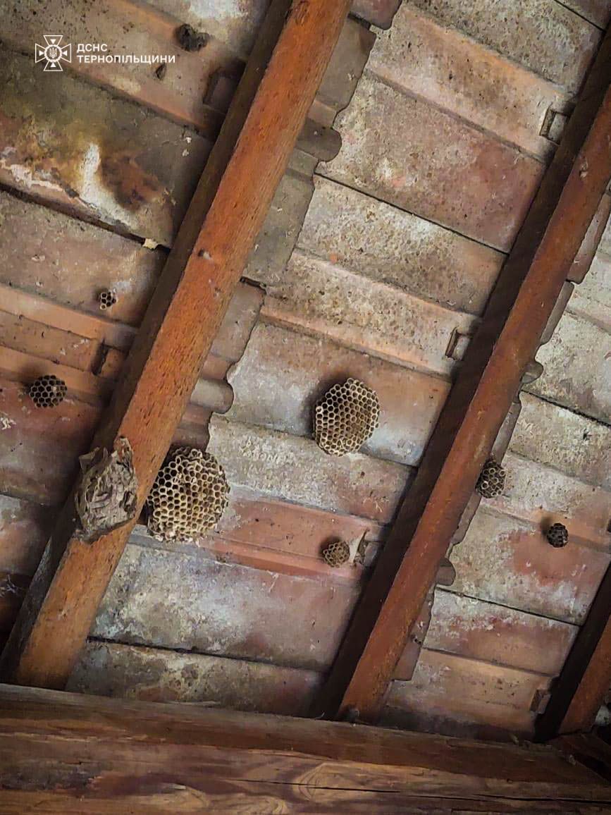 Новини Тернополя - фото з На Тернопільщині рятувальники вилучили 9 гнізд шершнів та ос