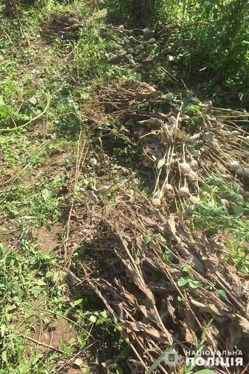 Новини Тернополя - фото з На Кременеччині виявили макове поле: власниці може загрожувати до семи років