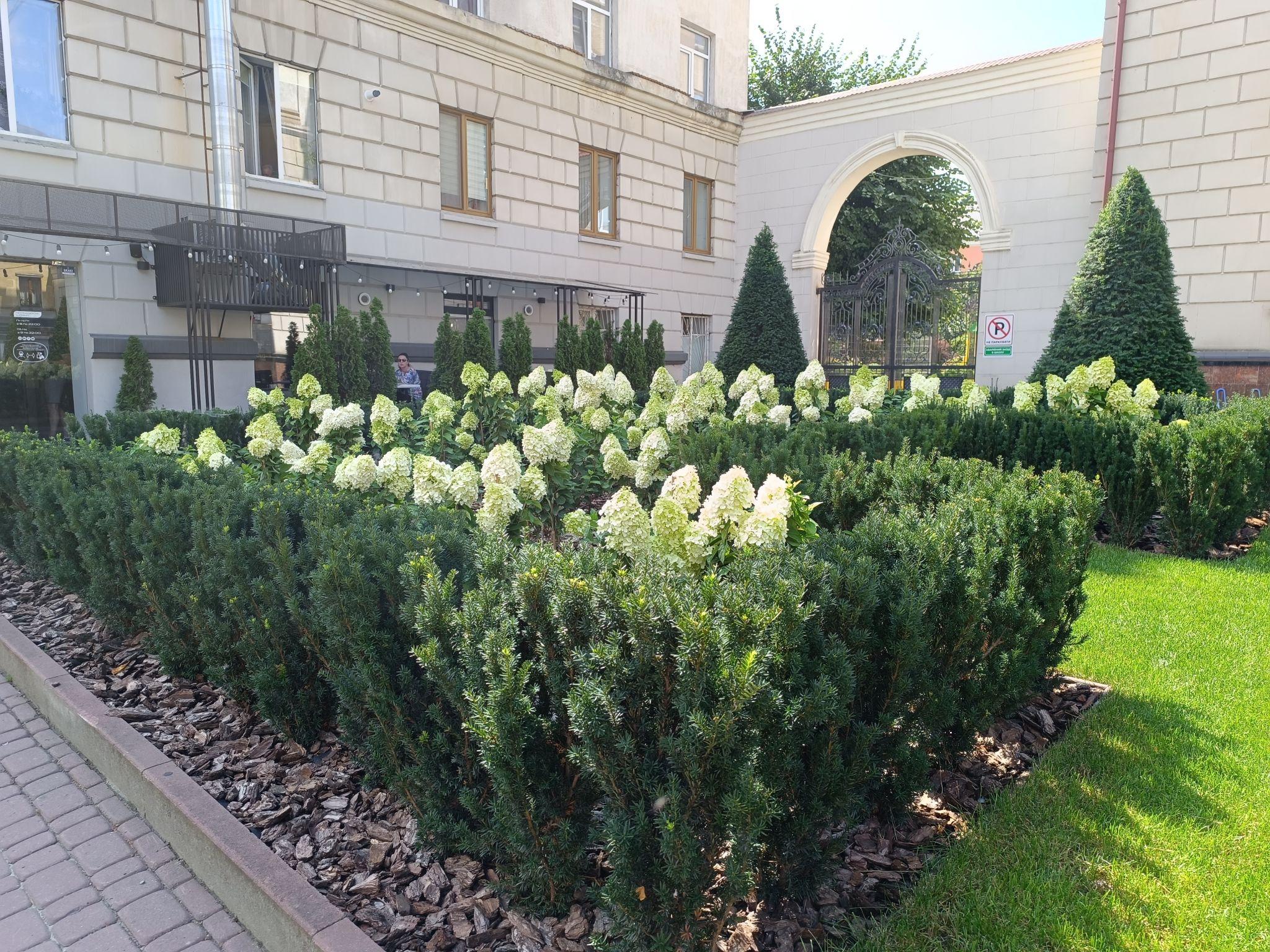 Новини Тернополя - фото з Біля школи №3 на місці зрізаних дерев розцвіли гортензії: який вигляд мають