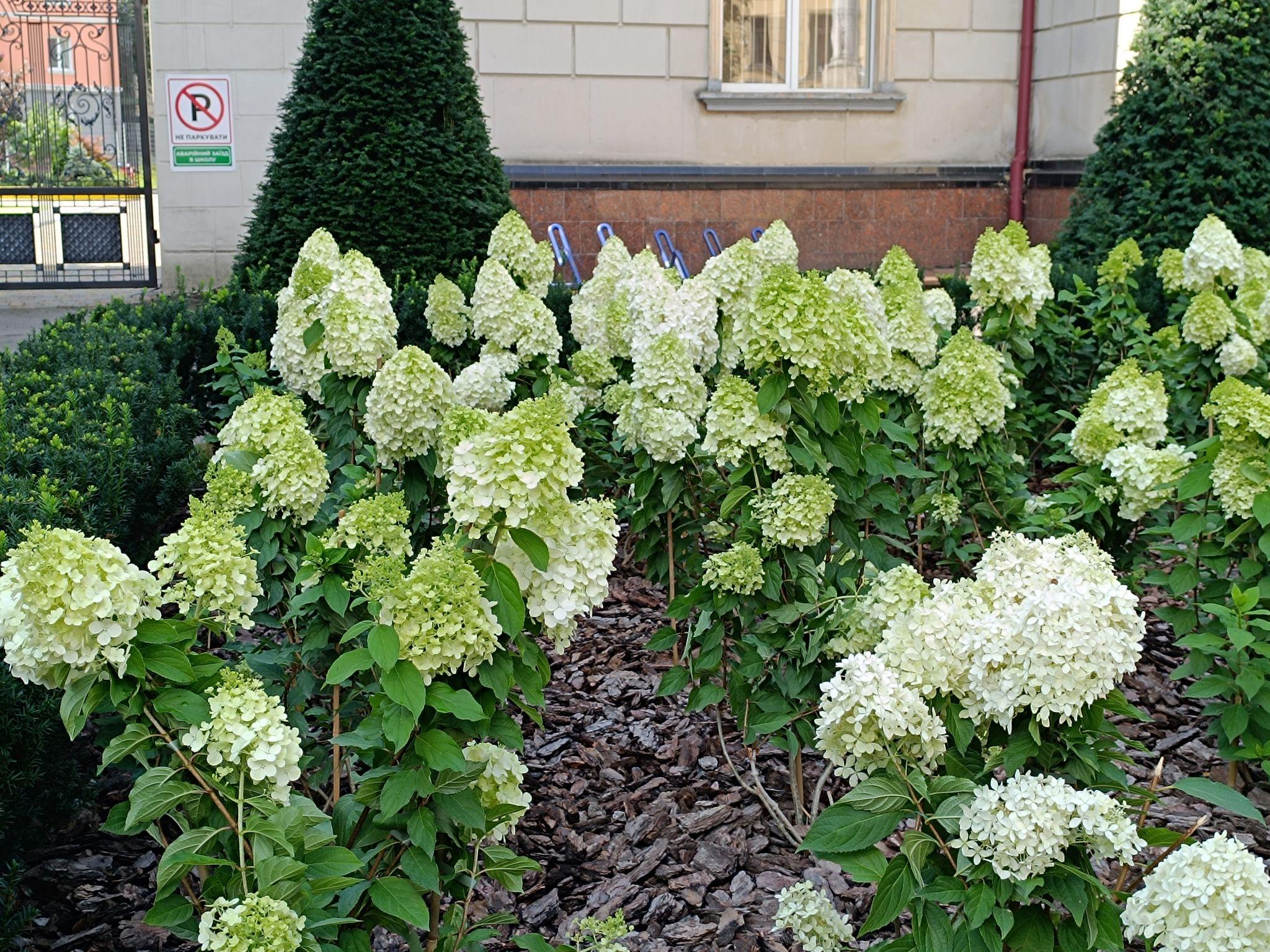 Новини Тернополя - фото з Біля школи №3 на місці зрізаних дерев розцвіли гортензії: який вигляд мають
