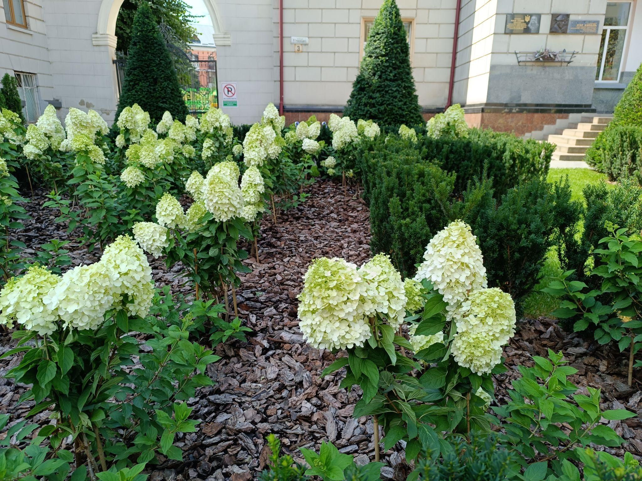Новини Тернополя - фото з Біля школи №3 на місці зрізаних дерев розцвіли гортензії: який вигляд мають