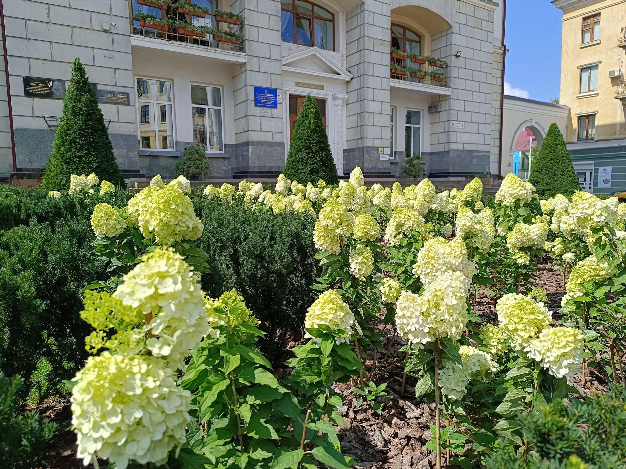 Новини Тернополя - фото з Біля школи №3 на місці зрізаних дерев розцвіли гортензії: який вигляд мають
