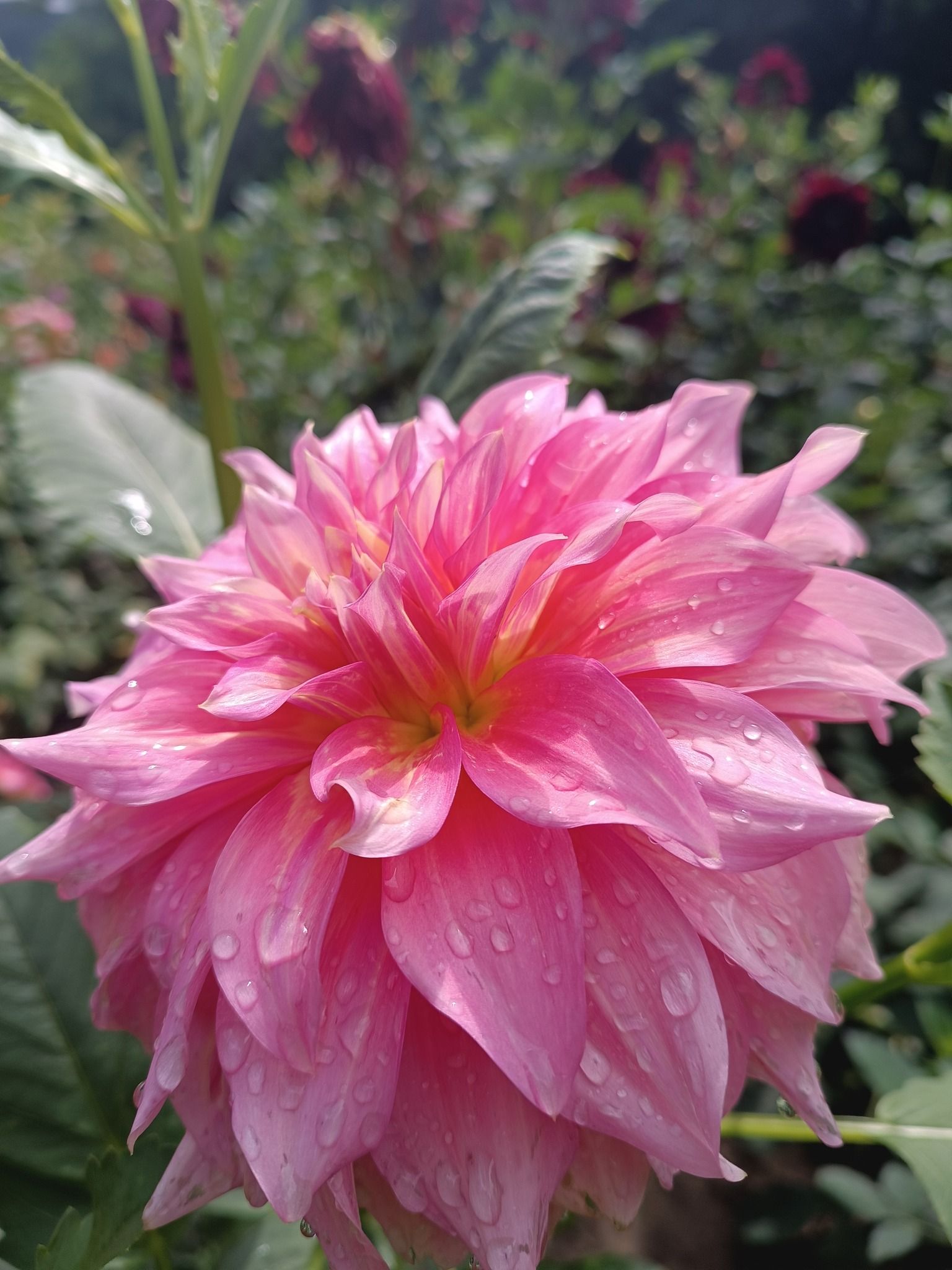 Новини Тернополя - фото з У Кременецькому ботанічному саду квітнуть жоржини