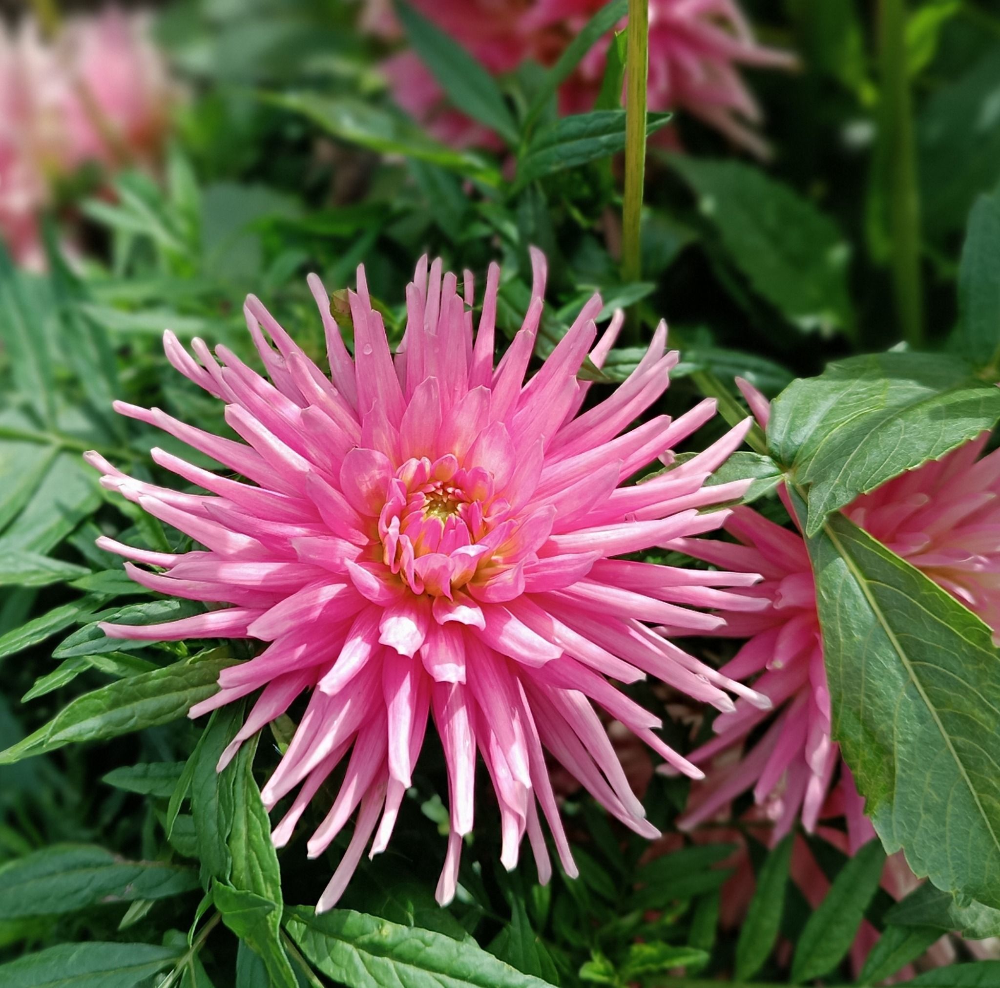 Новини Тернополя - фото з У Кременецькому ботанічному саду квітнуть жоржини