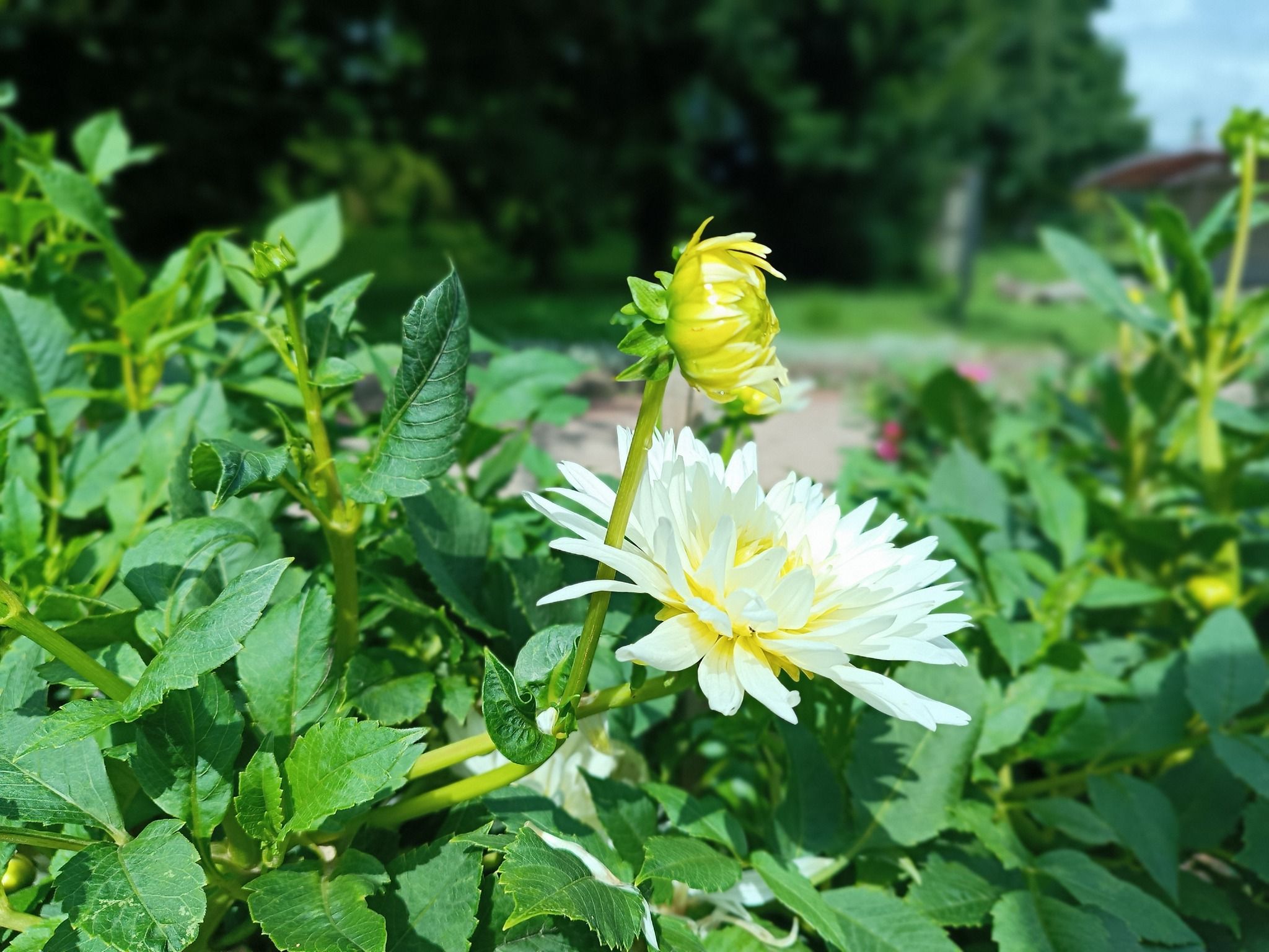 Новини Тернополя - фото з У Кременецькому ботанічному саду квітнуть жоржини