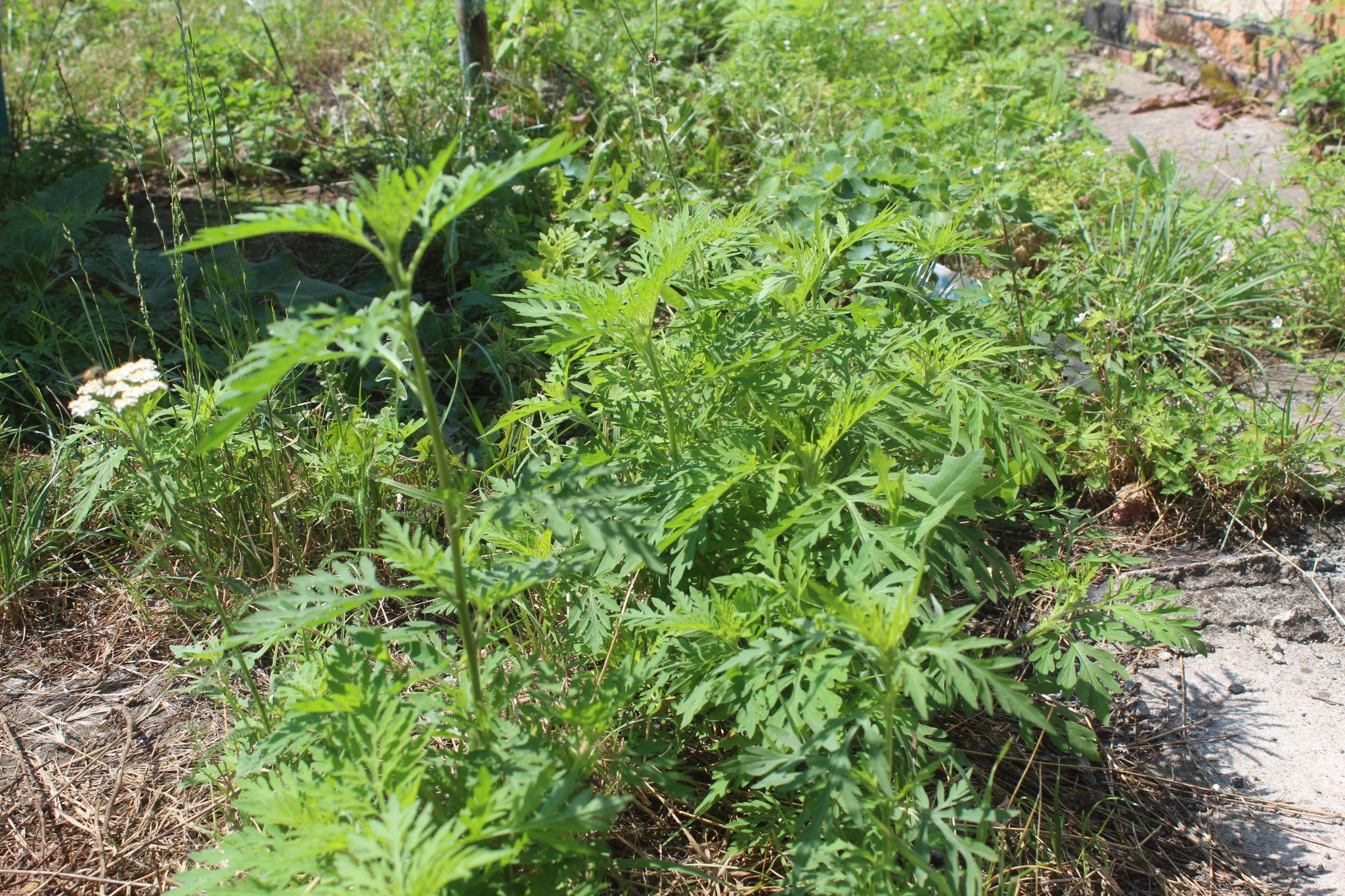 Новини Козятина - фото з Амброзія — небезпечний бур’ян, а деякі наші земляки поливають його як мімозу