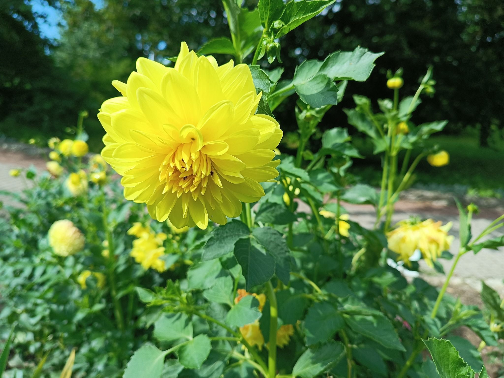 Новини Тернополя - фото з У Кременецькому ботанічному саду квітнуть жоржини