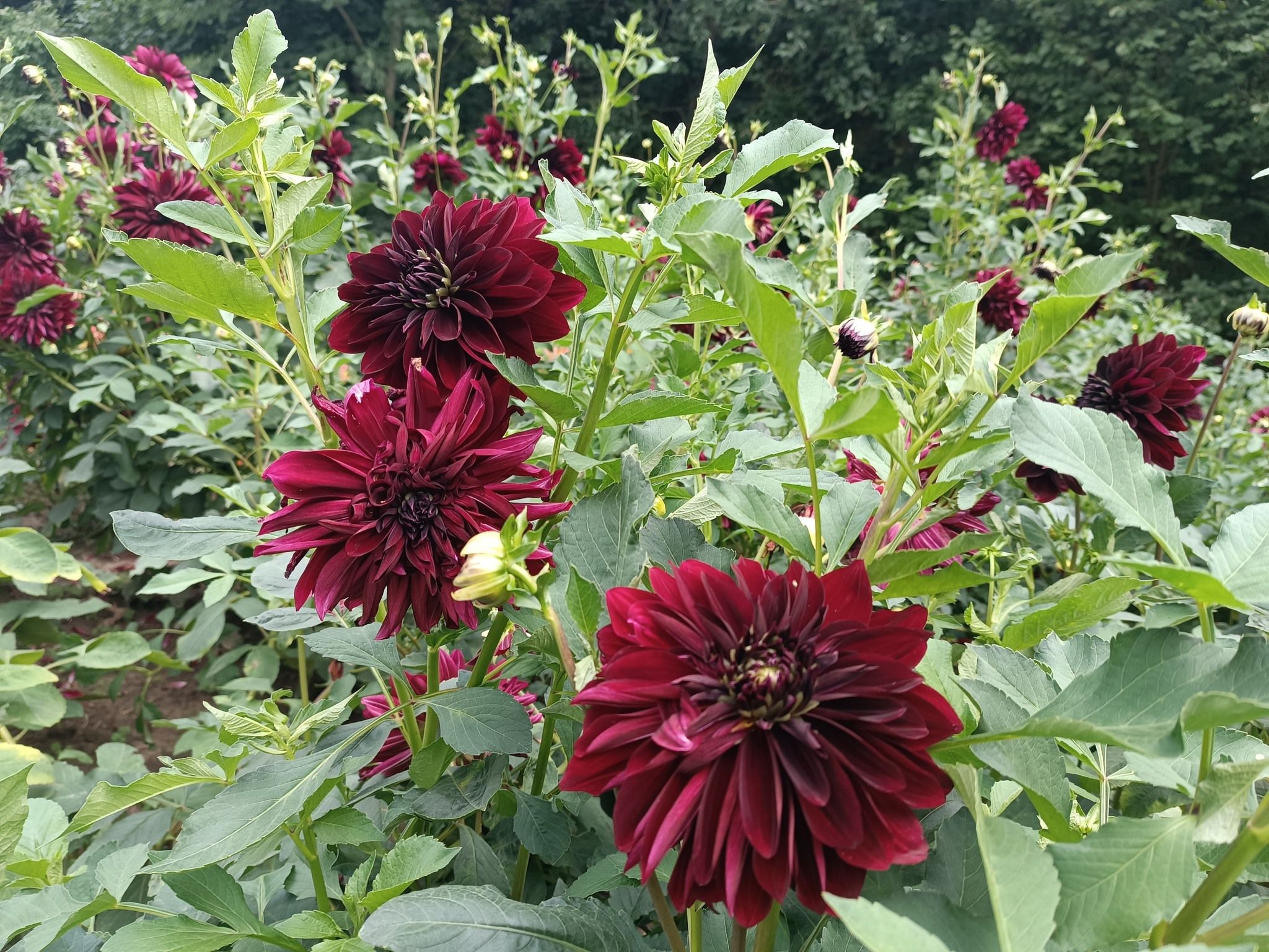 Новини Тернополя - фото з У Кременецькому ботанічному саду квітнуть жоржини