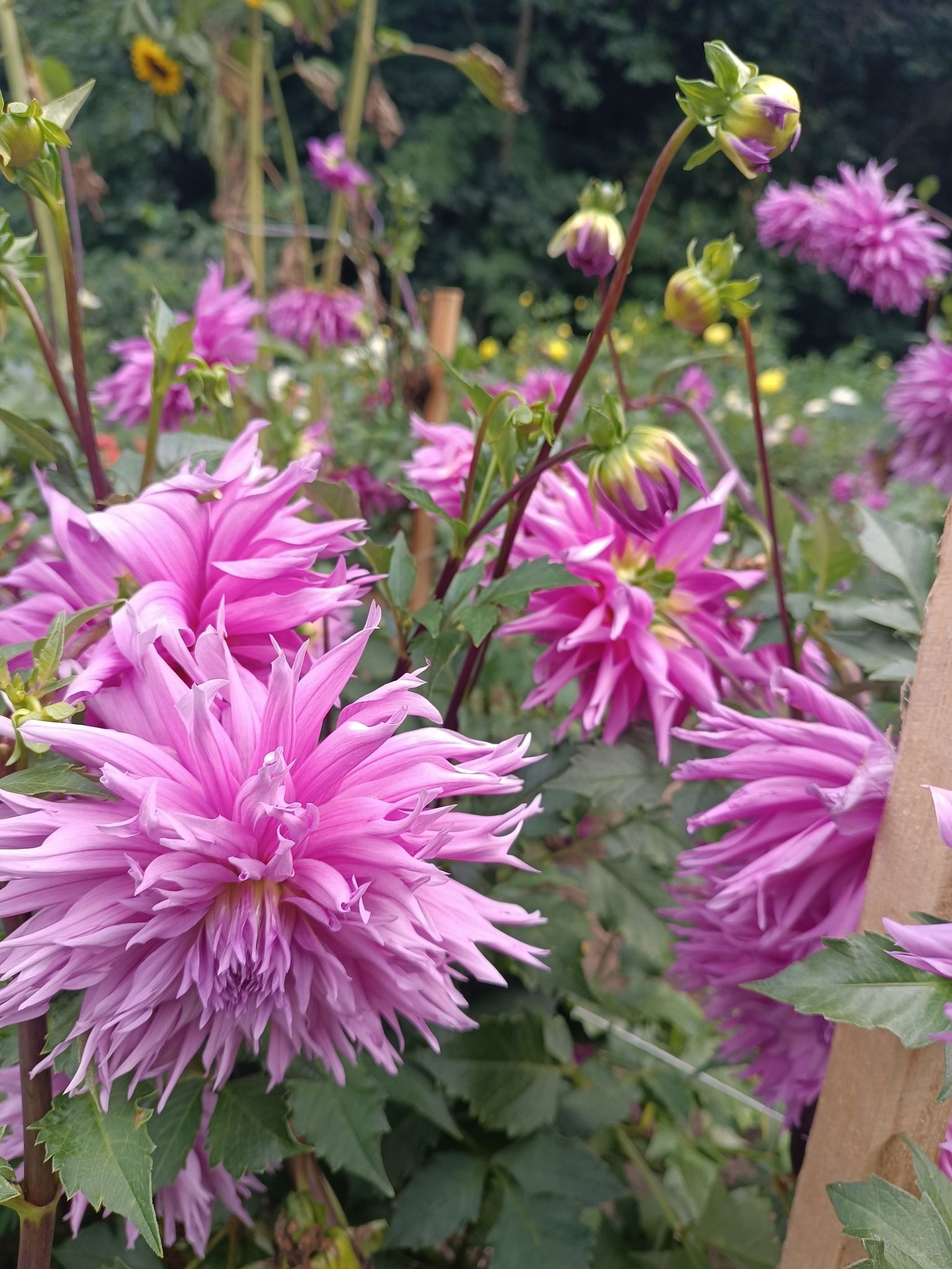 Новини Тернополя - фото з У Кременецькому ботанічному саду квітнуть жоржини