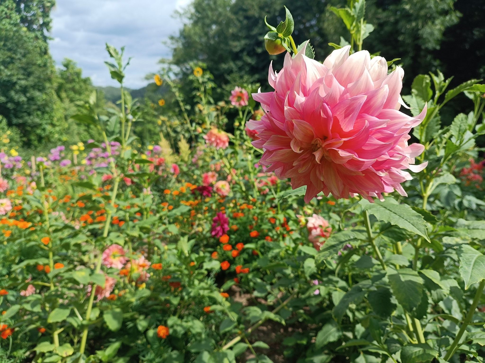 Новини Тернополя - фото з У Кременецькому ботанічному саду квітнуть жоржини
