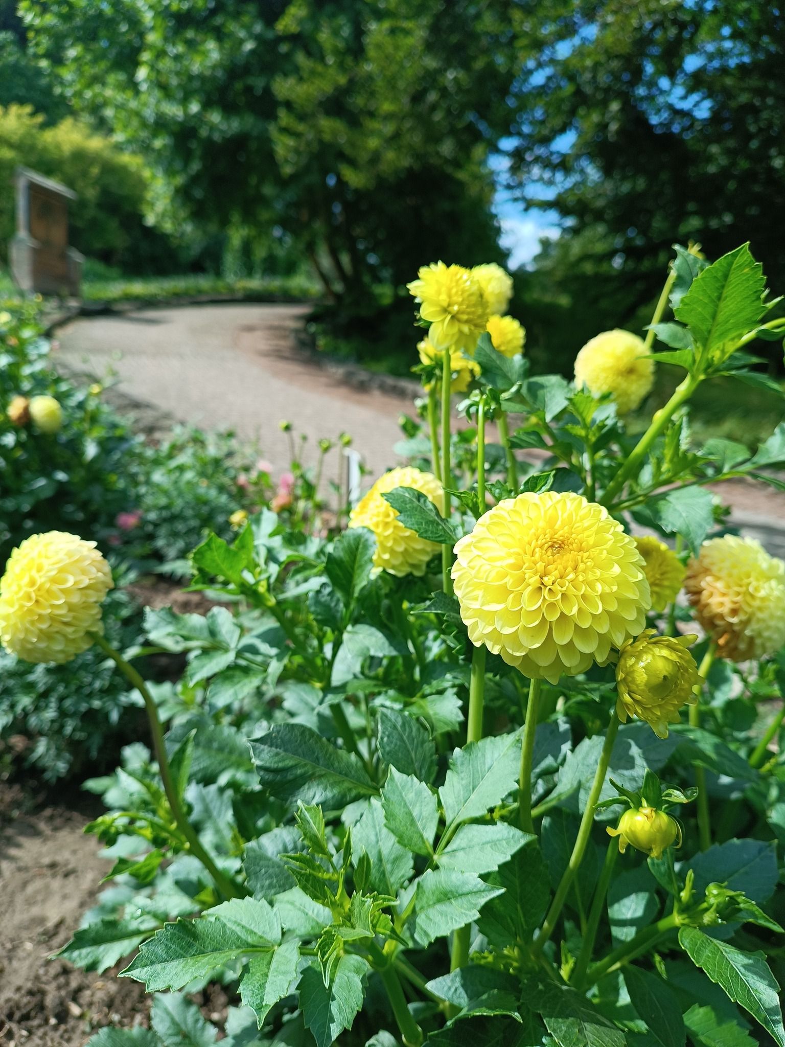 Новини Тернополя - фото з У Кременецькому ботанічному саду квітнуть жоржини