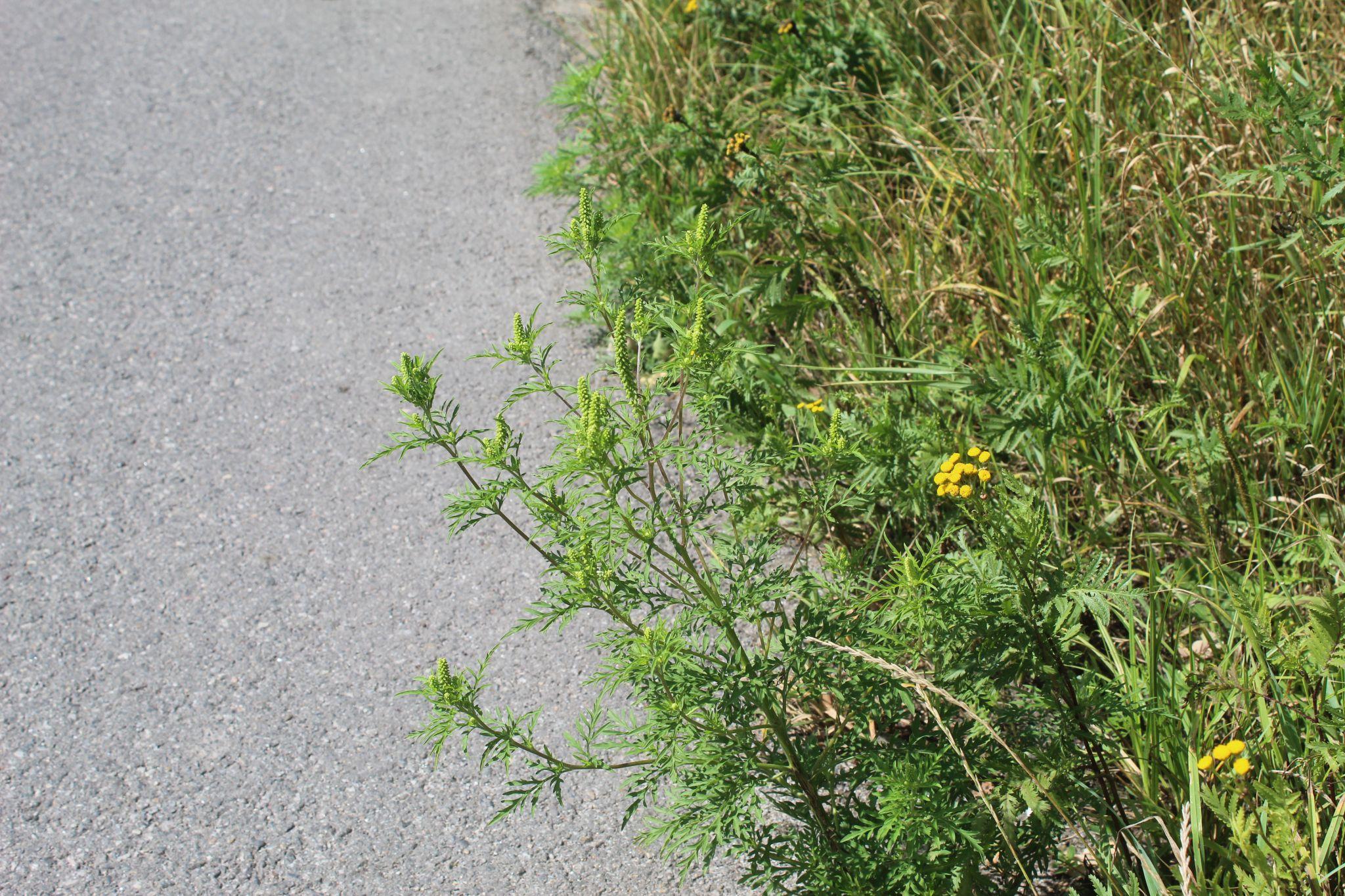 Новини Козятина - фото з Амброзія — небезпечний бур’ян, а деякі наші земляки поливають його як мімозу