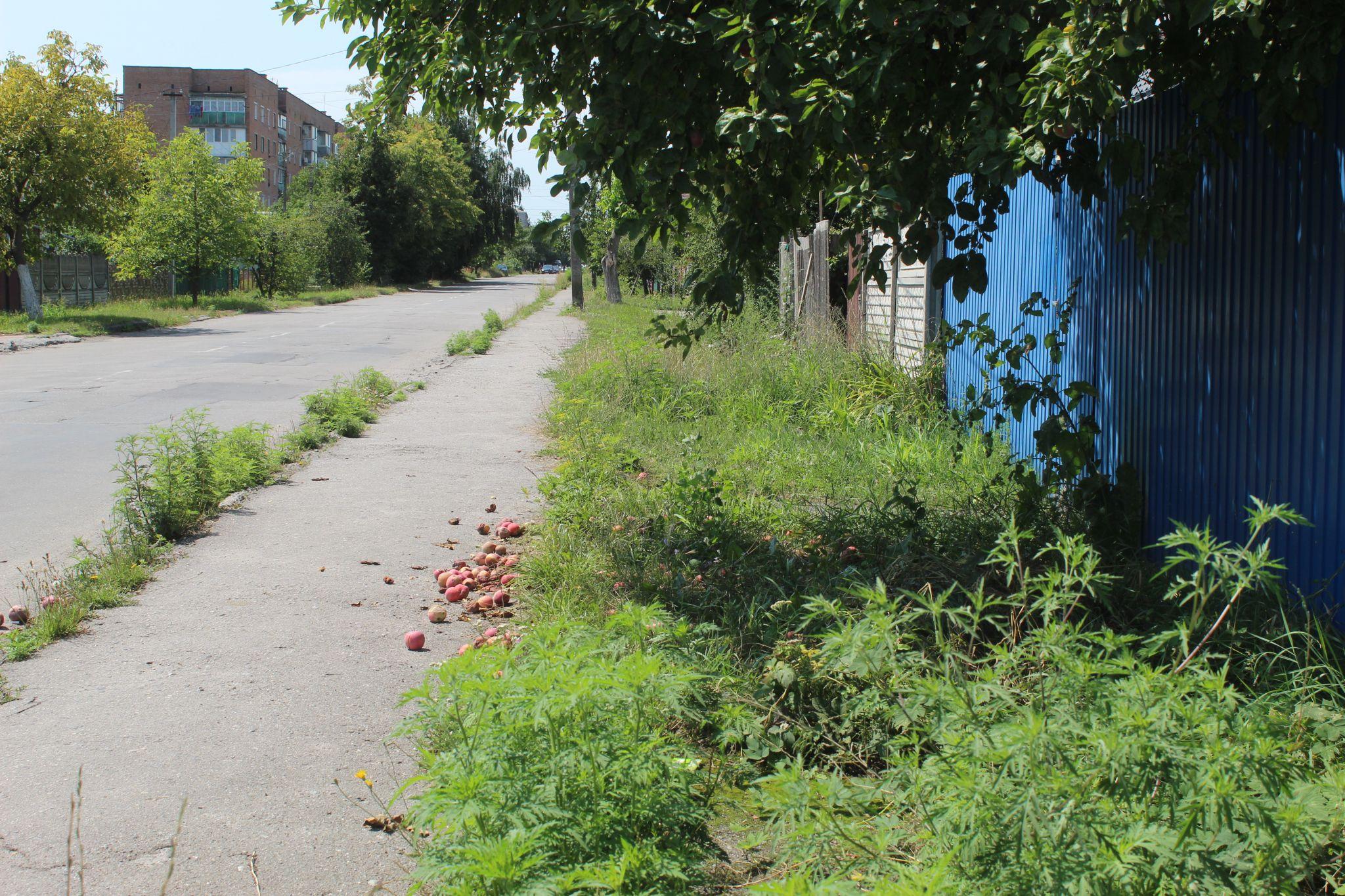 Новини Козятина - фото з Амброзія — небезпечний бур’ян, а деякі наші земляки поливають його як мімозу