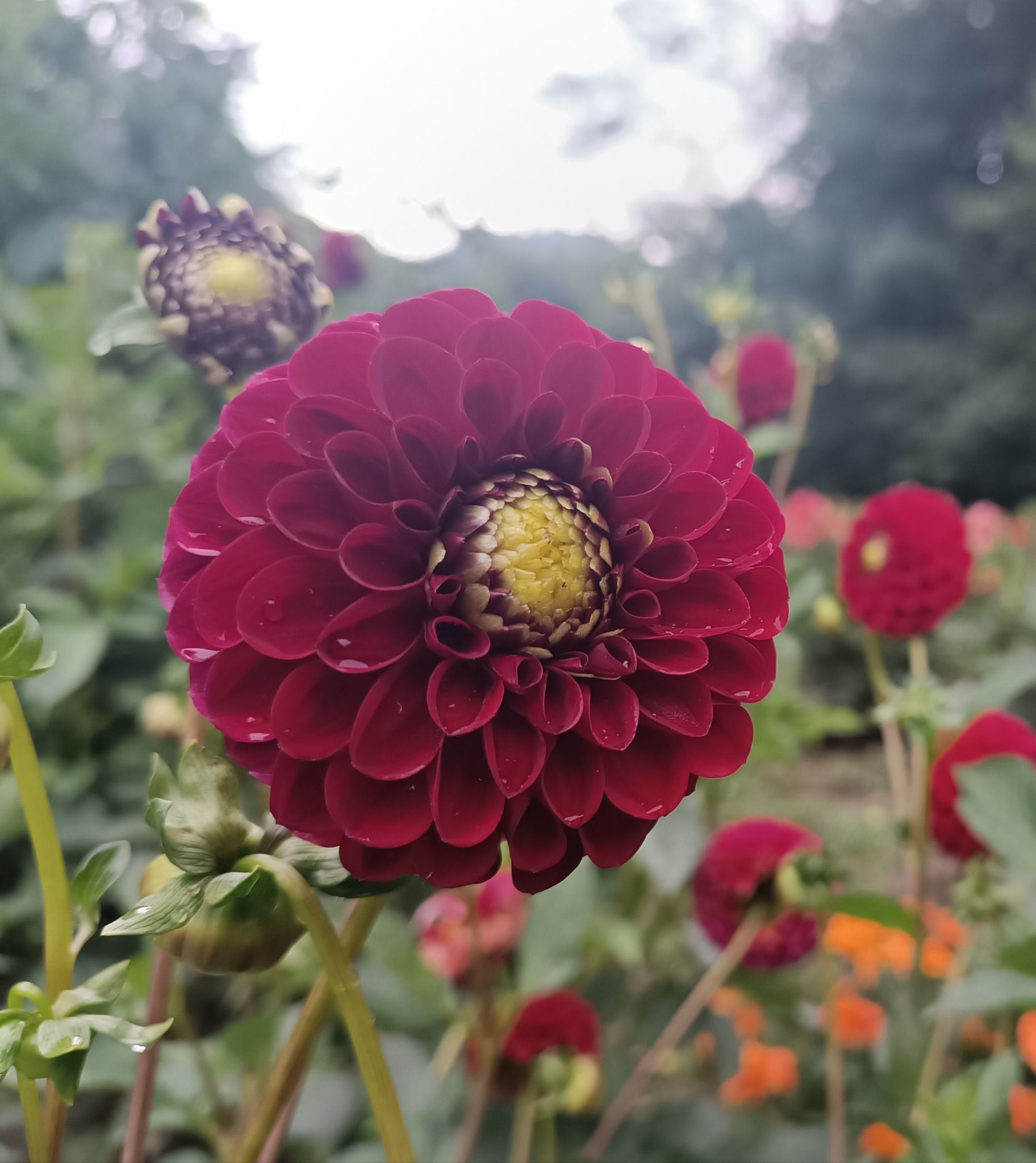 Новини Тернополя - фото з У Кременецькому ботанічному саду квітнуть жоржини