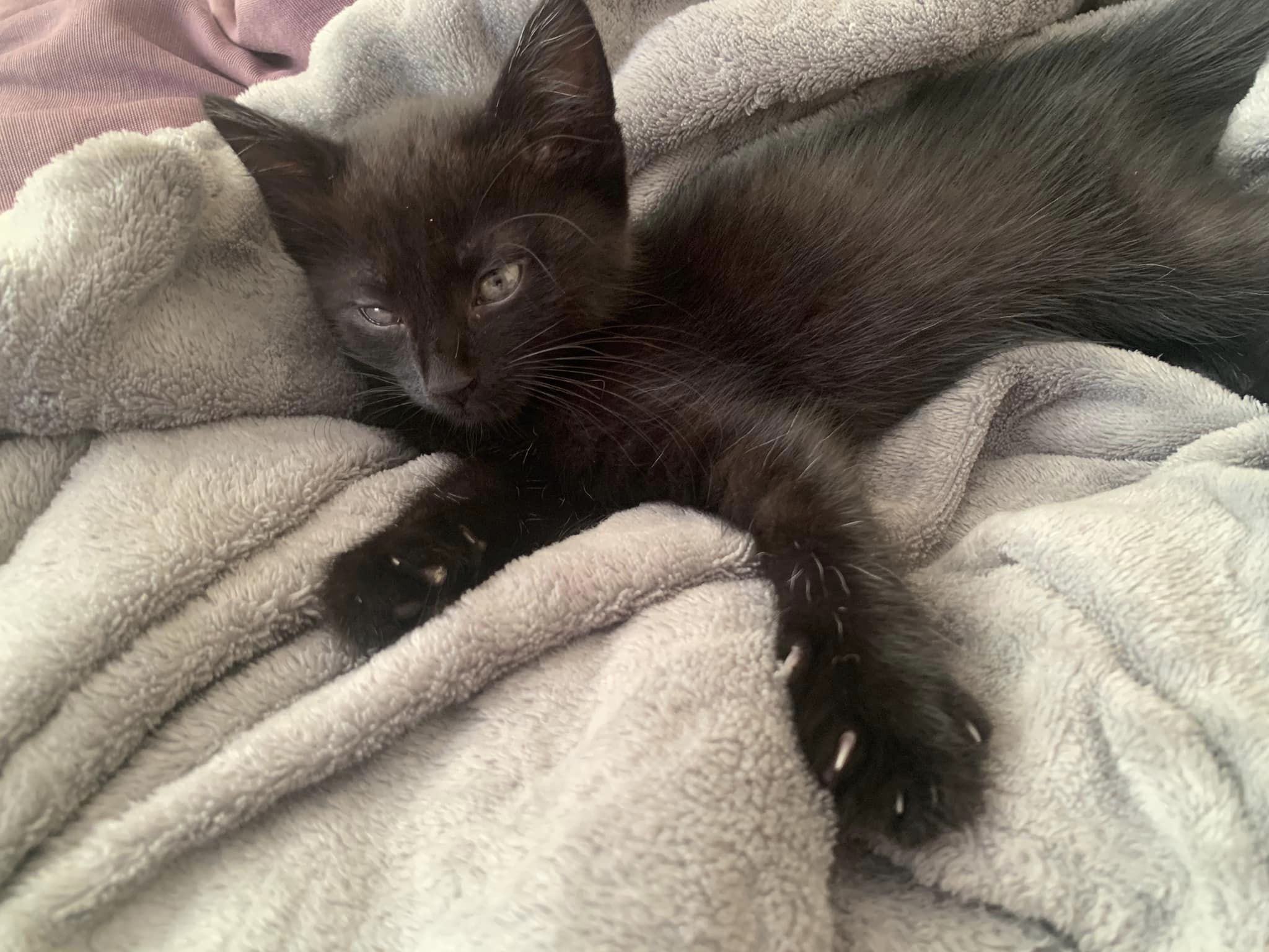 Новини Житомира - фото з Пухнастики шукають господарів: оголошення станом на 3 серпня