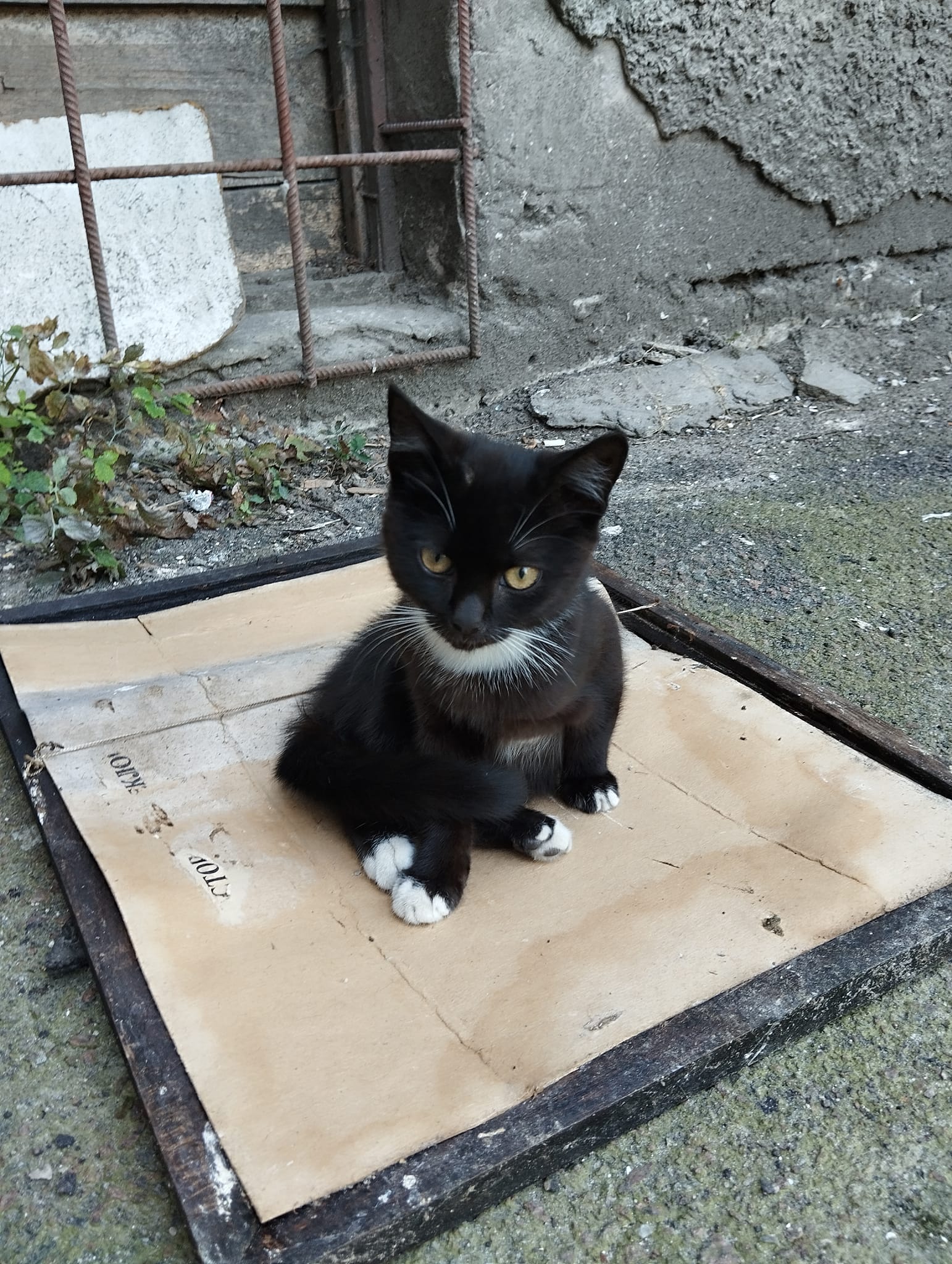 Новини Житомира - фото з Пухнастики шукають господарів: оголошення станом на 3 серпня