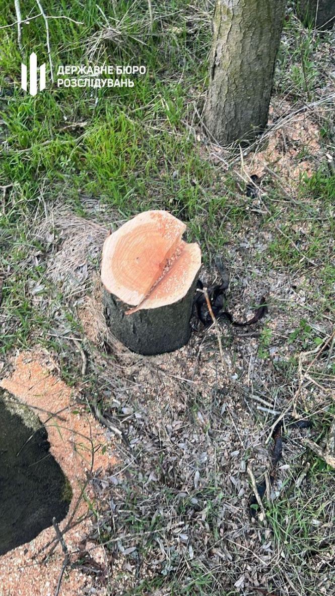 Новини Вінниці - фото з Майстер Гайсинського лісгоспу завдав збитків державі майже на два мільйони гривень