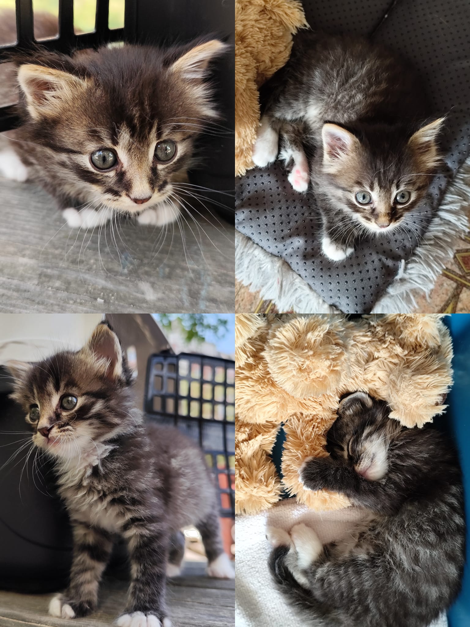 Новини Житомира - фото з Пухнастики шукають господарів: оголошення станом на 3 серпня