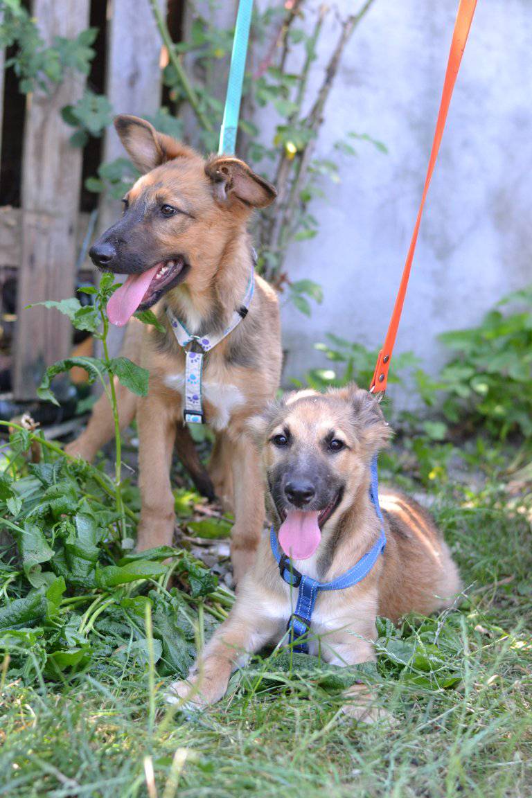 Новини Житомира - фото з Пухнастики шукають господарів: оголошення станом на 3 серпня