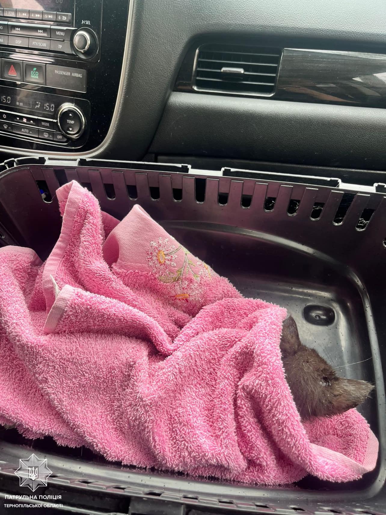 Новини Тернополя - фото з Тернопільські патрульні врятували травмоване кошеня, яке лежало посеред дороги На зображенні може бути: пацюк, тхір та їжак