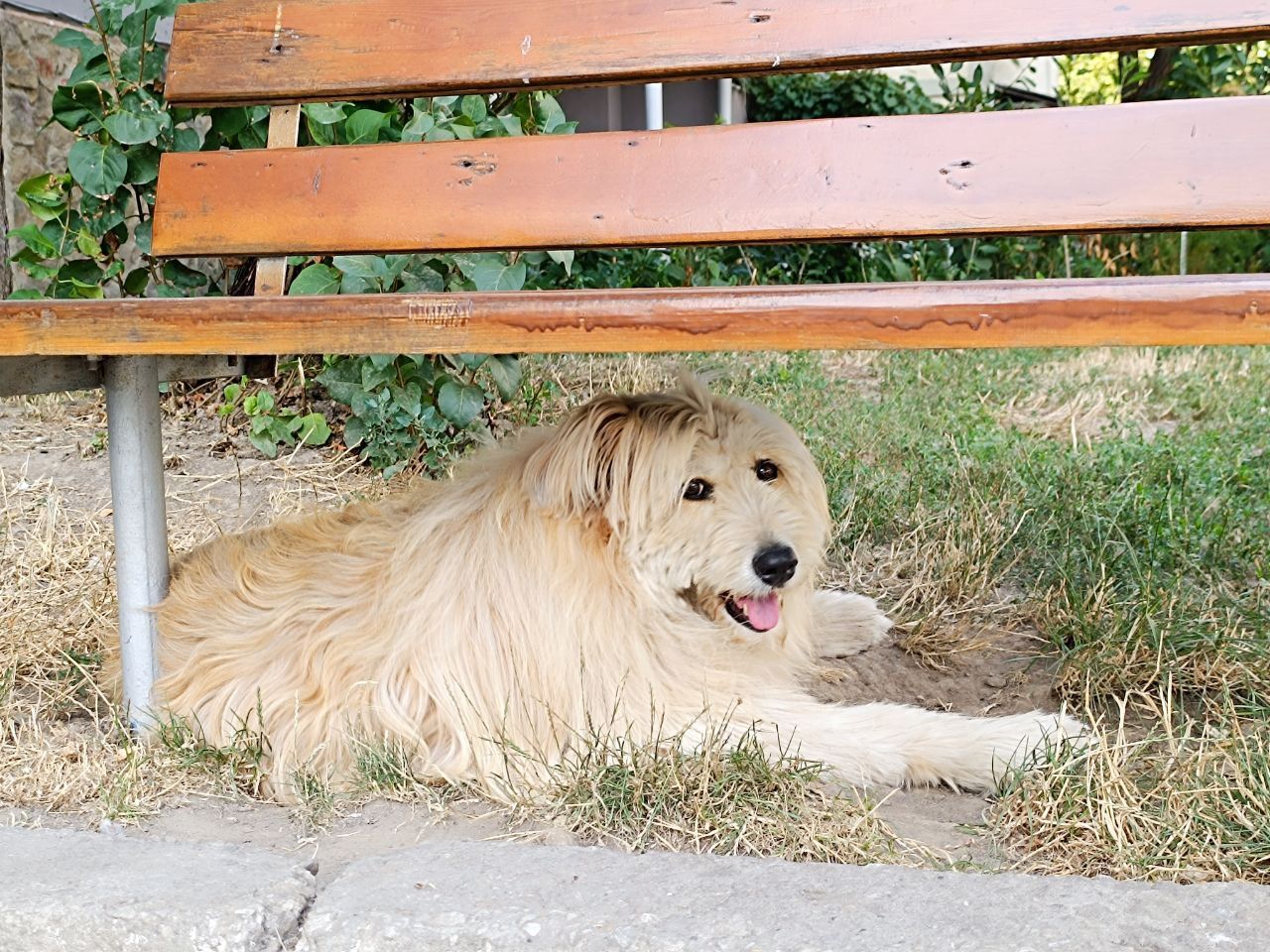 Новини Вінниці - фото з «Пнула кошеня — те чотири дні не приходило». Жорстоке поводження з тваринами на вулиці Олега Антонова