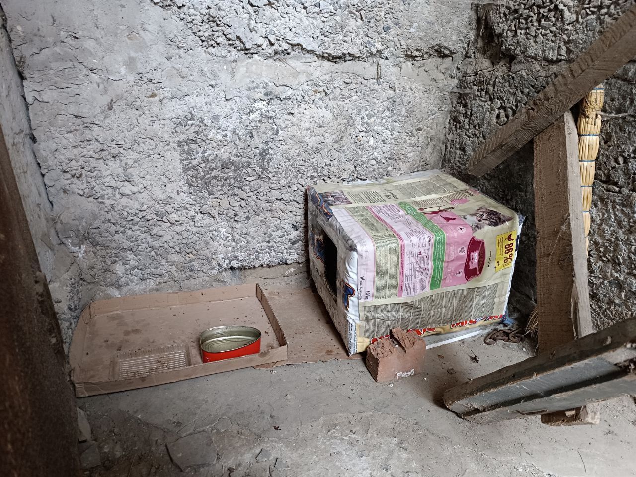 Новини Вінниці - фото з «Пнула кошеня — те чотири дні не приходило». Жорстоке поводження з тваринами на вулиці Олега Антонова