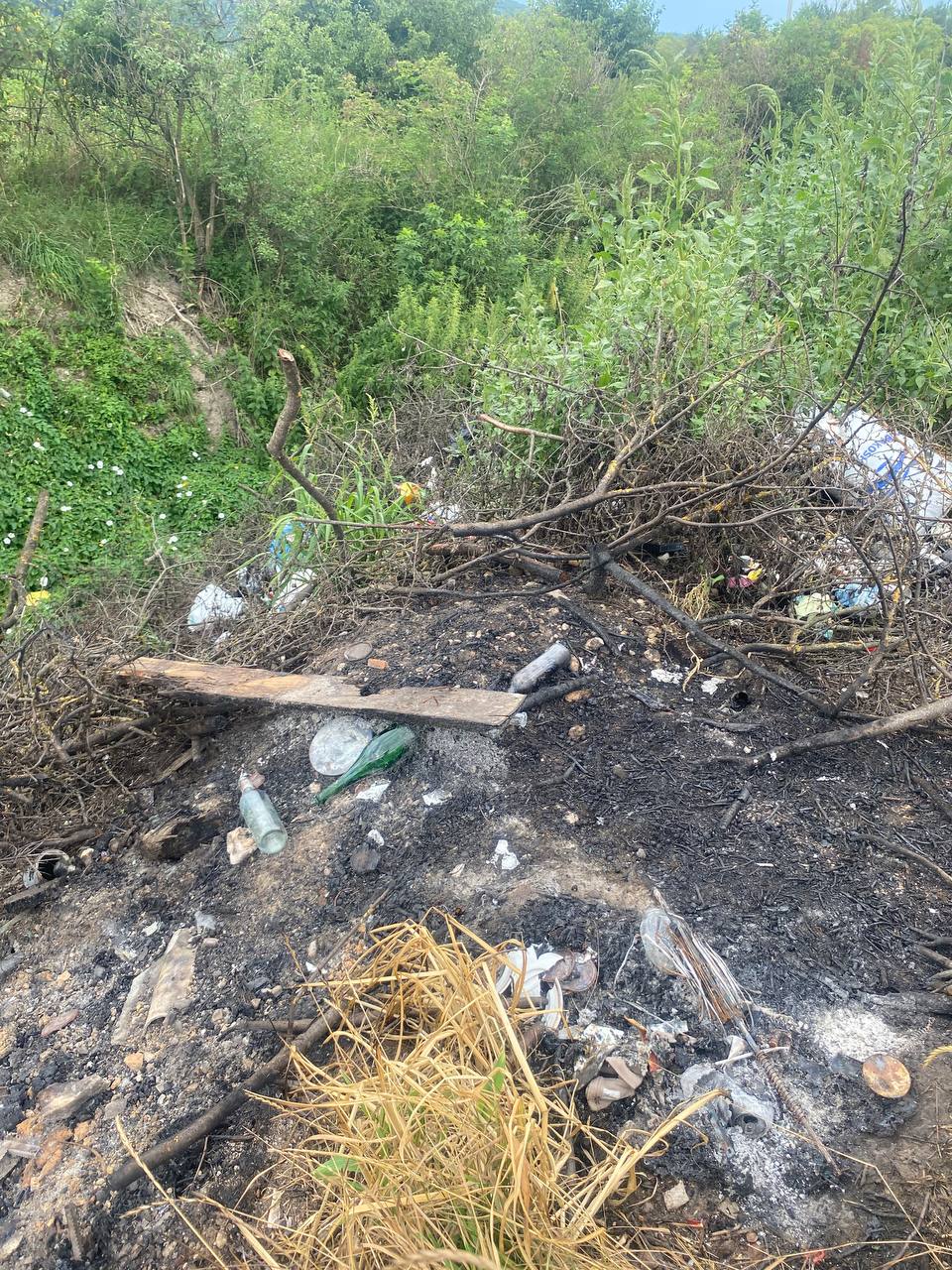 На зображенні може бути: трава