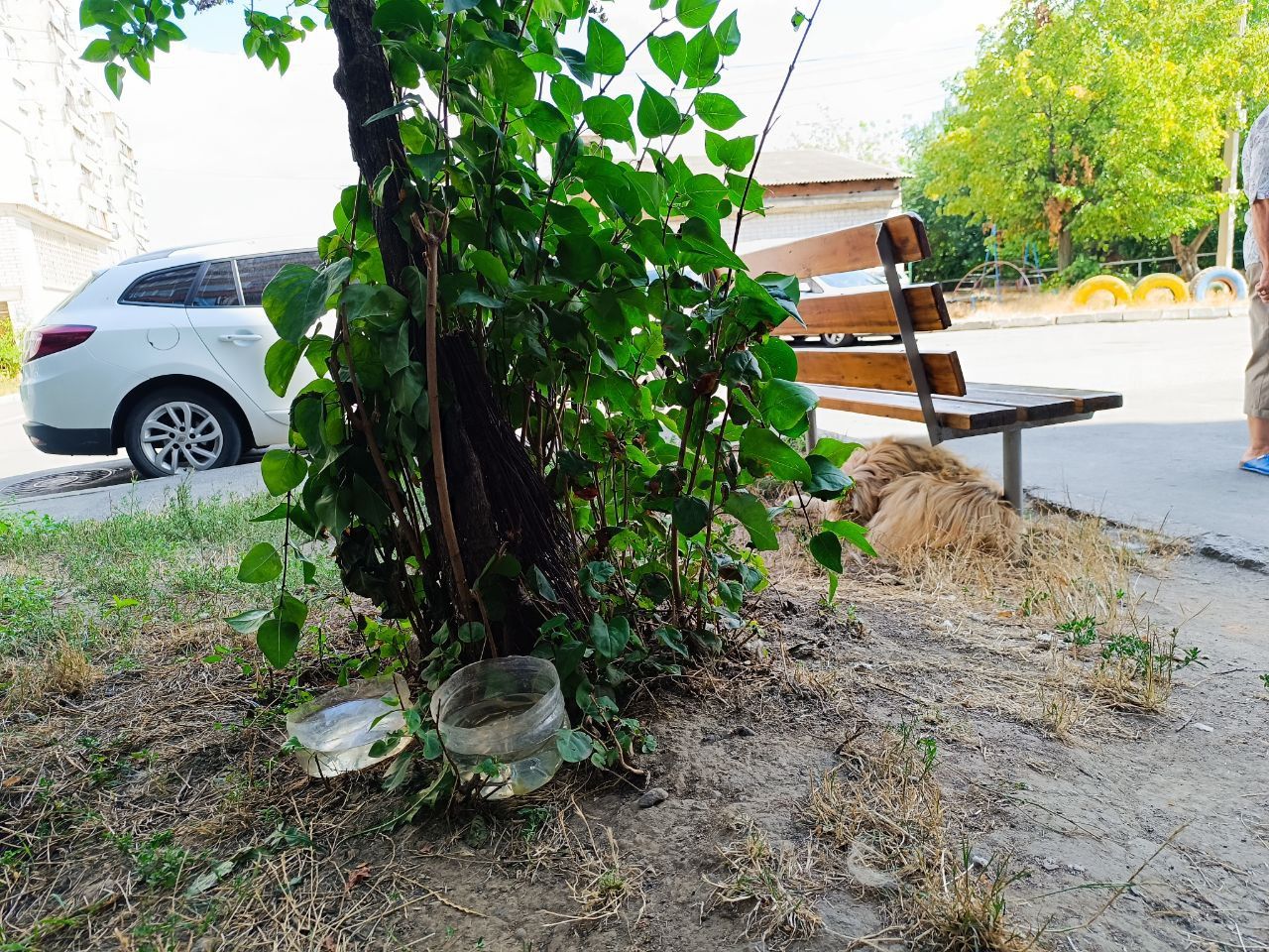 Новини Вінниці - фото з «Пнула кошеня — те чотири дні не приходило». Жорстоке поводження з тваринами на вулиці Олега Антонова