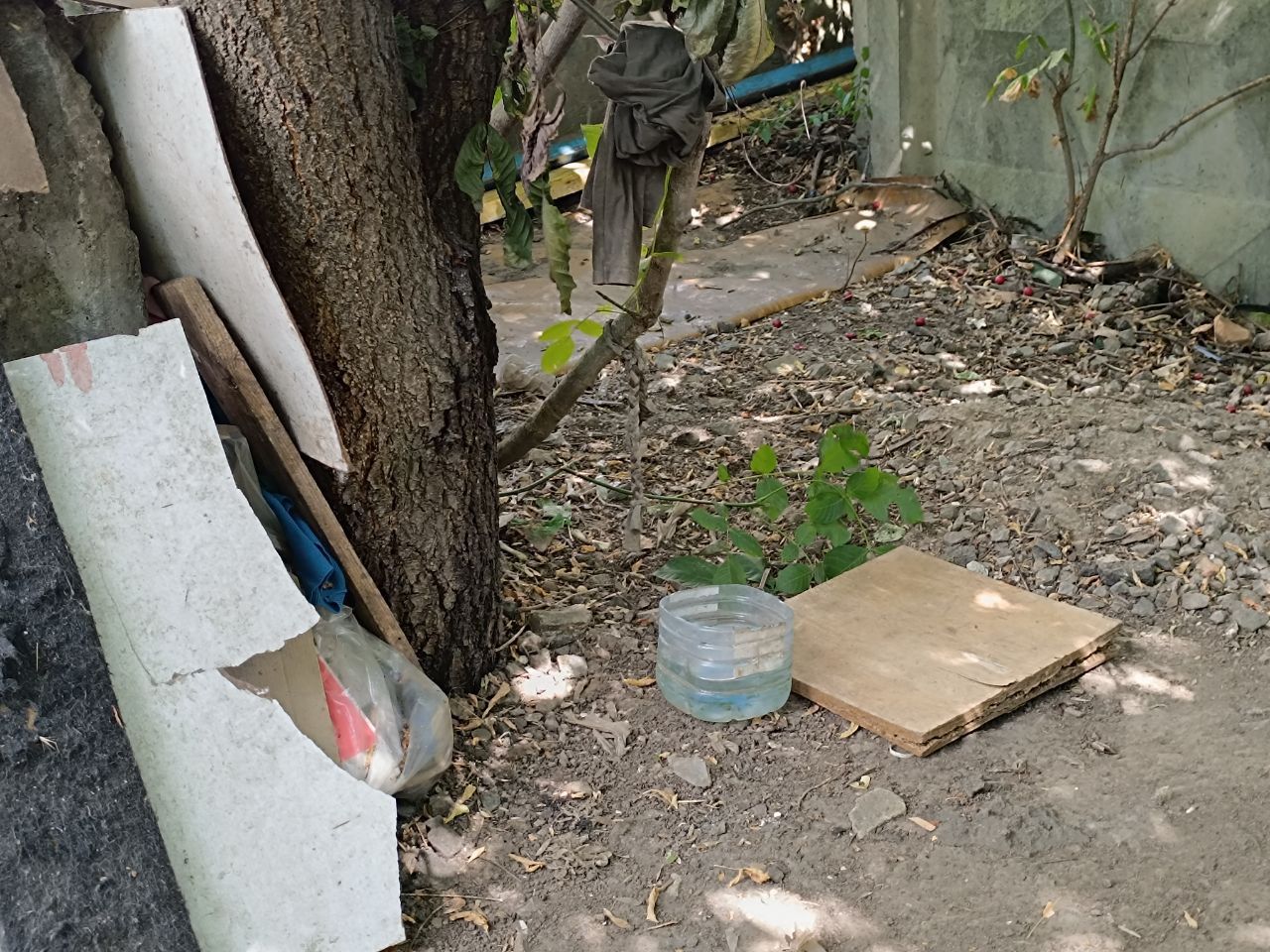 Новини Вінниці - фото з «Пнула кошеня — те чотири дні не приходило». Жорстоке поводження з тваринами на вулиці Олега Антонова