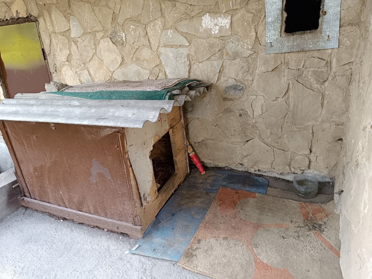 Новини Вінниці - фото з «Пнула кошеня — те чотири дні не приходило». Жорстоке поводження з тваринами на вулиці Олега Антонова