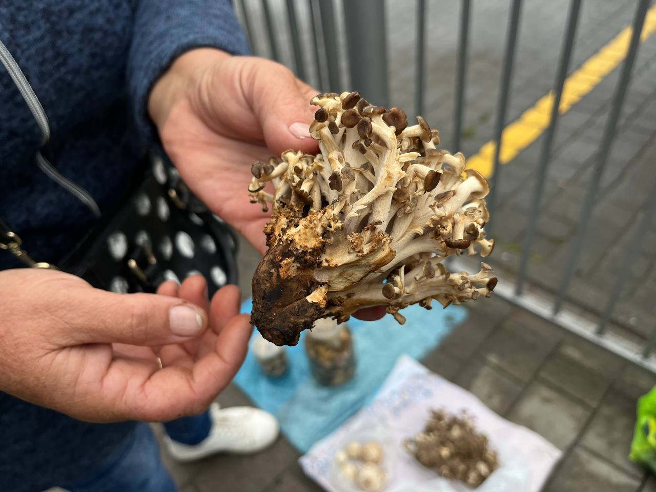 Новини Тернополя - фото з На стихійці в Тернополі продають лісові гриби. Розповідаємо, які є і скільки коштують