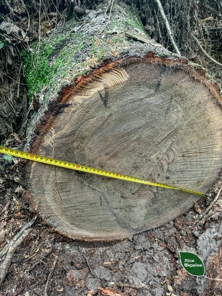 Новини Житомира - фото з Лісівники разом з поліцією припинили самовільну рубку дерев на Коростенщині і Олевщині