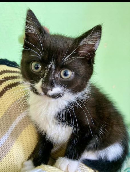 Новини Тернополя - фото з У День котів жителі Тернопільщини поширюють фото своїх улюбленців