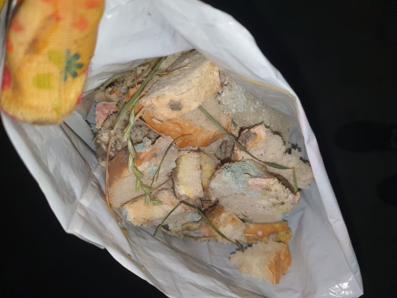 Новини Тернополя - фото з Провокує безліч хвороб: чому людям та тваринам не можна вживати продукти з пліснявою