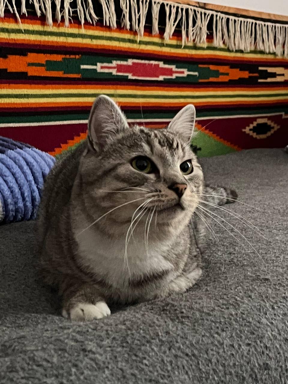 Новини Тернополя - фото з У День котів жителі Тернопільщини поширюють фото своїх улюбленців