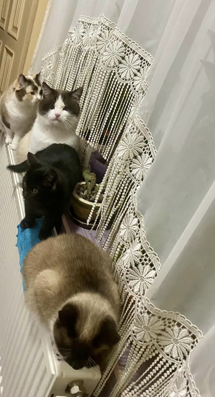 Новини Тернополя - фото з У День котів жителі Тернопільщини поширюють фото своїх улюбленців