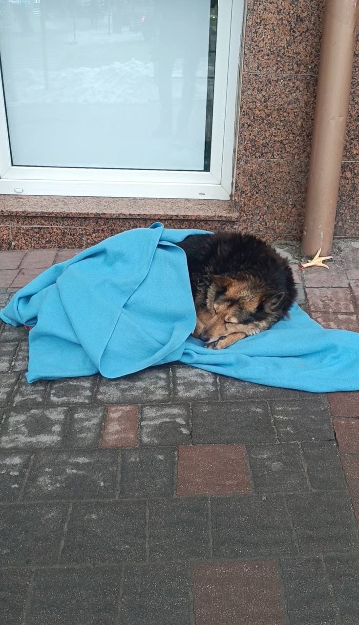 Новини Тернополя - фото з Провокує безліч хвороб: чому людям та тваринам не можна вживати продукти з пліснявою