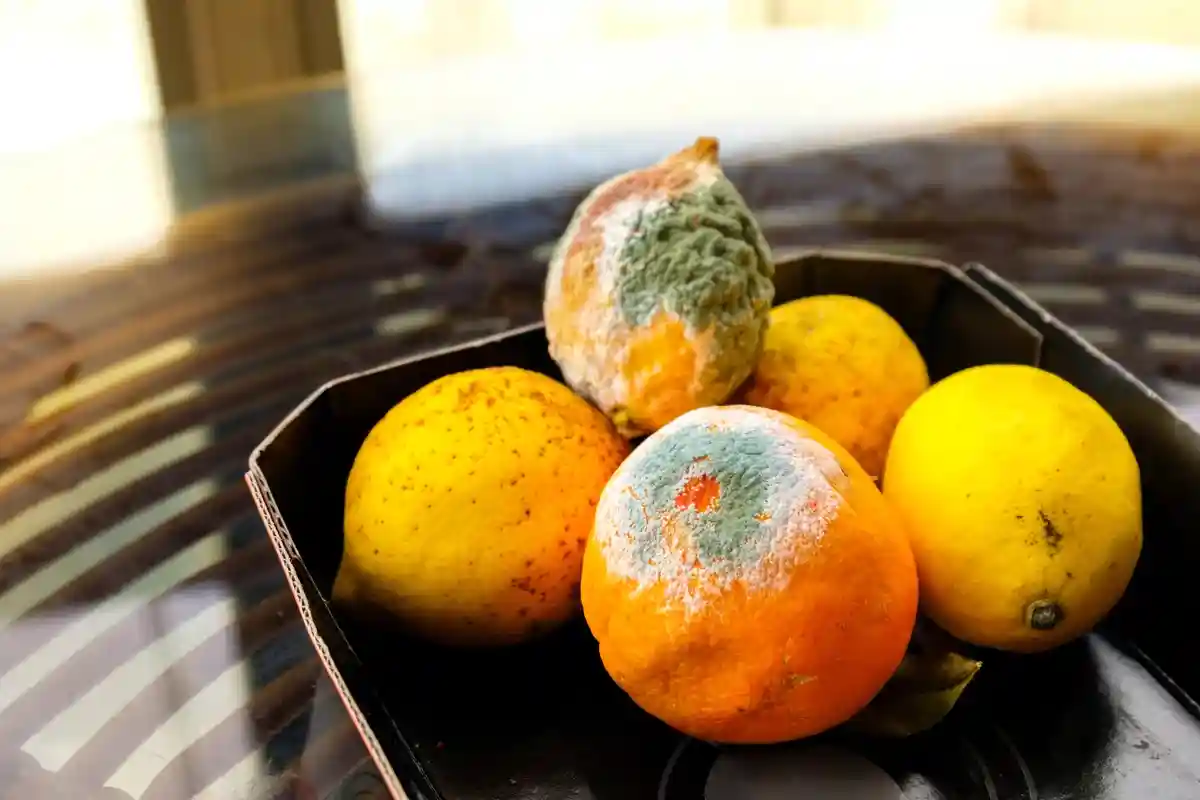 Новини Тернополя - фото з Провокує безліч хвороб: чому людям та тваринам не можна вживати продукти з пліснявою