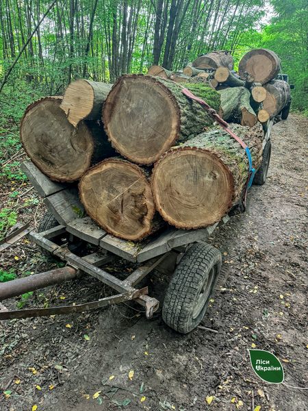 Новини Житомира - фото з Лісівники разом з поліцією припинили самовільну рубку дерев на Коростенщині і Олевщині