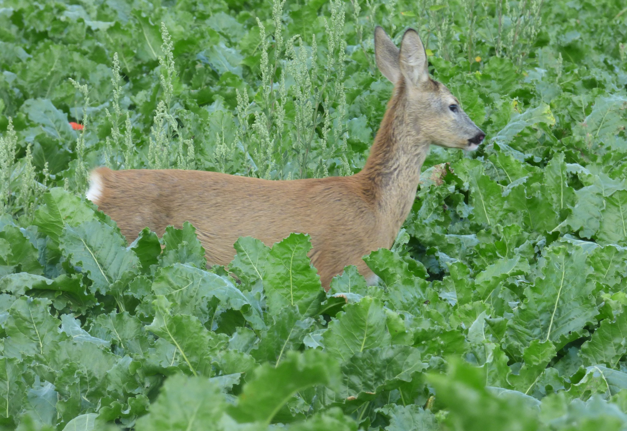 На зображенні може бути: олень