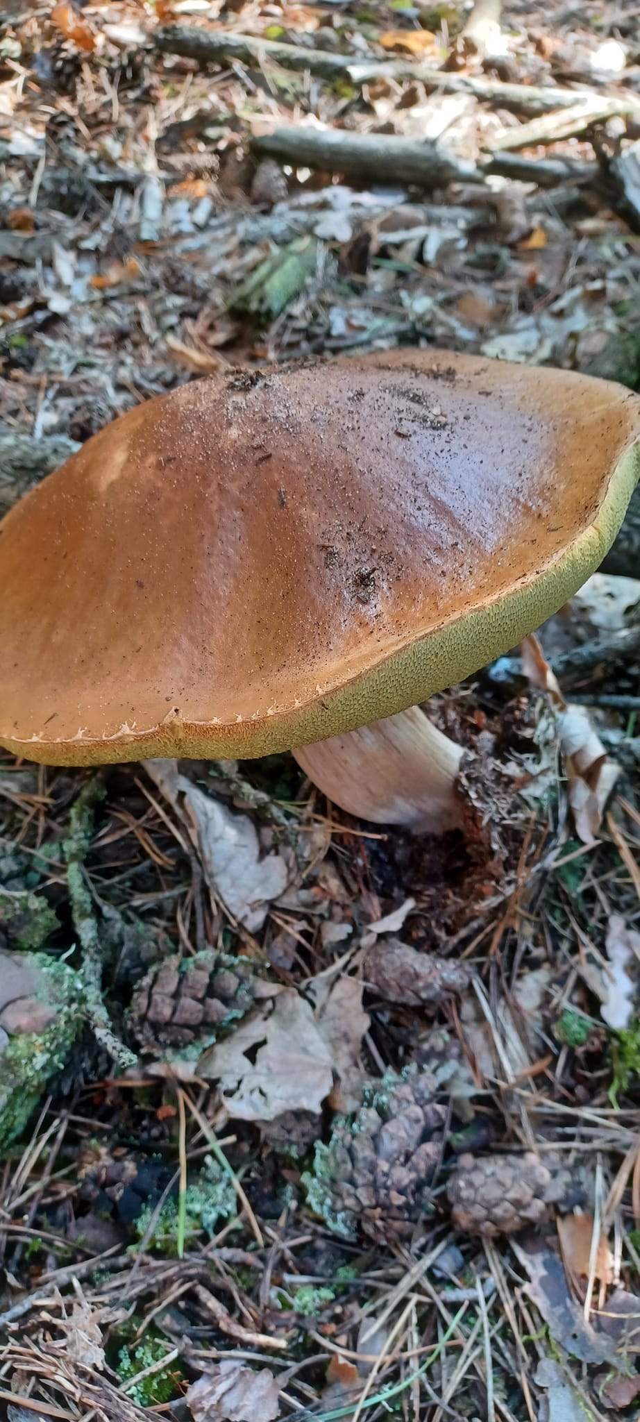 Новини Тернополя - фото з Маслюк-гігант: грибники з Тернопільщини діляться світлинами з «тихого полювання» На зображенні може бути: гриб-дощовик та гриб