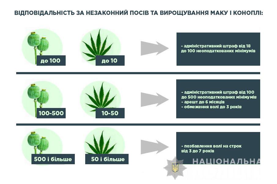 Новини Тернополя - фото з Скільки років в'язниці можна отримати за мак на городі Скільки рослин маку можна посадити на власному городі, щоб не оштрафували – SmartNews