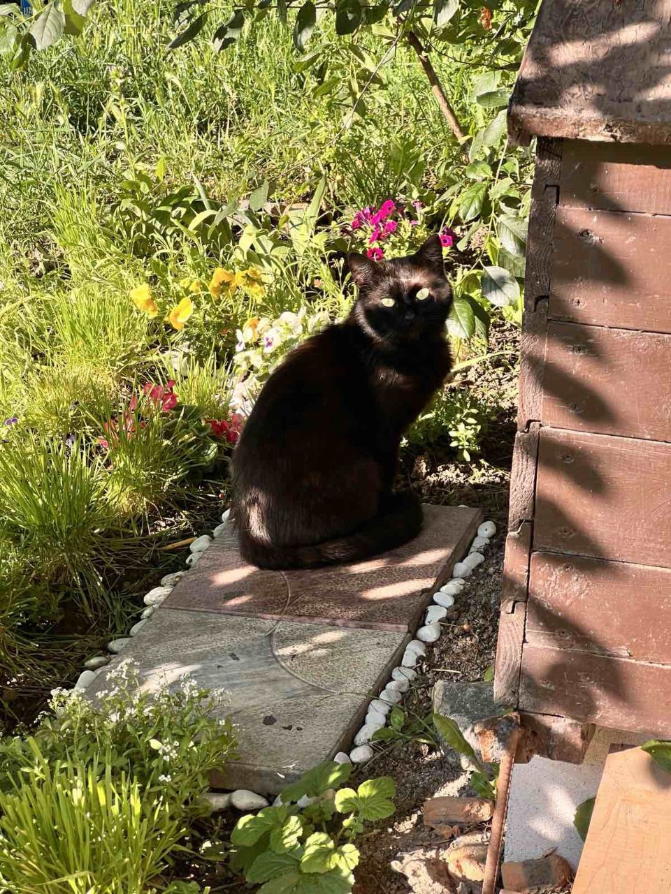 Новини Вінниці - фото з Одного до смерті побили, іншого отруїли... Випадки жорстокого поводження з котами у Вінниці