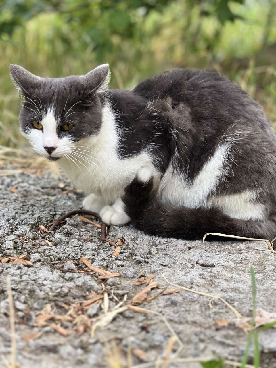Новини Вінниці - фото з Одного до смерті побили, іншого отруїли... Випадки жорстокого поводження з котами у Вінниці