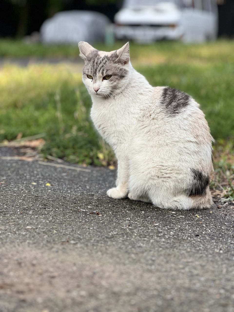 Новини Вінниці - фото з Одного до смерті побили, іншого отруїли... Випадки жорстокого поводження з котами у Вінниці